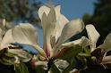 2009-04-16, Pillnitz (3)
